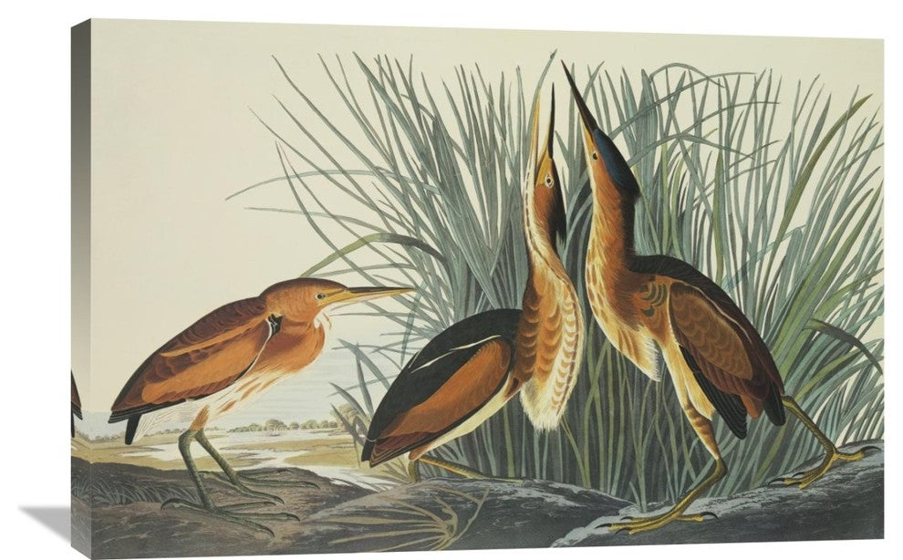 "Least Bittern" Artwork, 36" x 24"