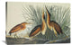 "Least Bittern" Artwork, 36" x 24"