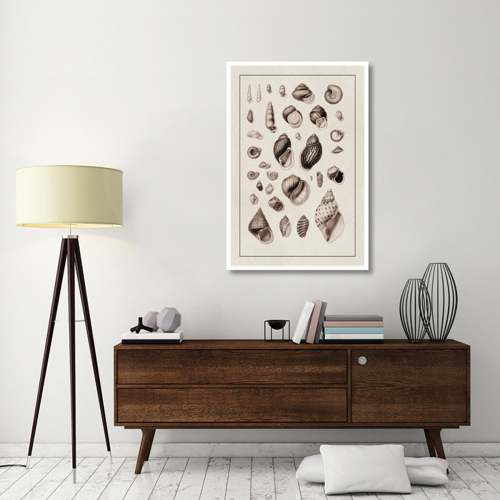 "Shells: Sessile Cirripedes #2 (Sepia)" Paper Print by G.B. Sowerby, 34"x50"