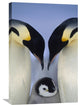 "Emperor Penguin Parents Greeting Chick, Weddell Sea, Antarctica" Artwork