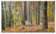 Green Fall Forest with Thick Woods, Modern Forest Canvas Art, 48"x28", 4 Panels