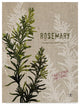 "Organic Rosemary No Butterfly" by Studio Mousseau, Canvas Art, 19"x14"