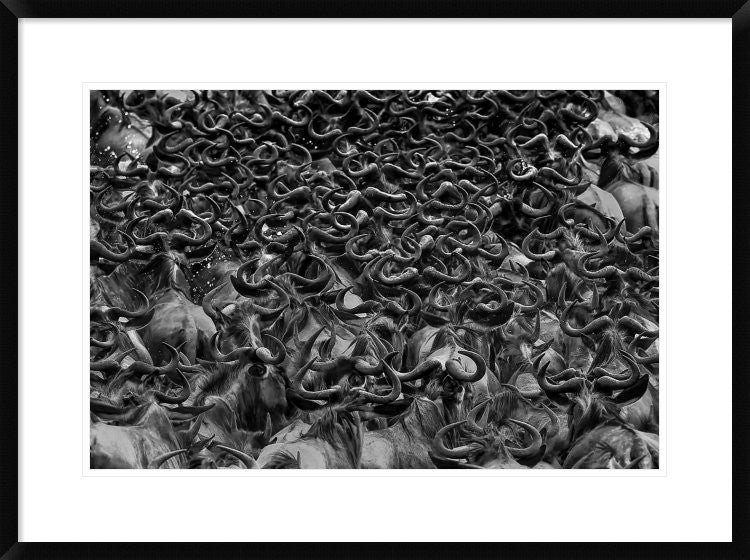 "Wildebeest In Crossing" Framed Digital Print by Jun Zuo, 32x24"