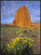 Common Sunflowers and Temple Of The Sun, Capitol Reef Np, Utah, 24"x32"