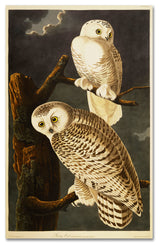 'Snowy Owl' Canvas Art by John James Audubon