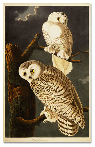 'Snowy Owl' Canvas Art by John James Audubon