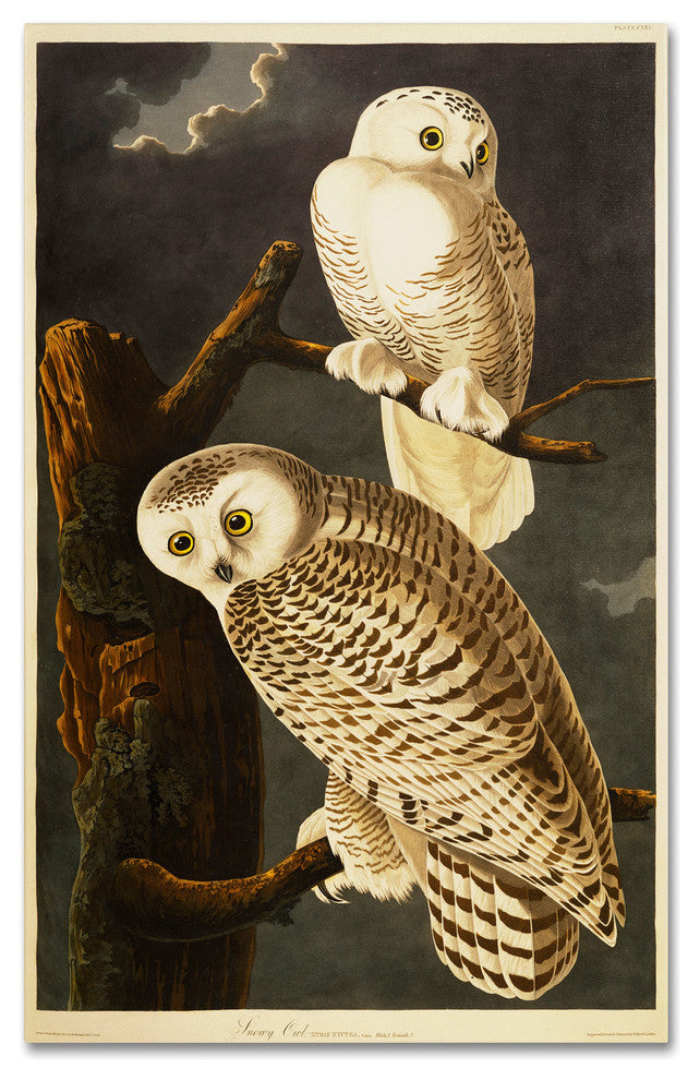 'Snowy Owl' Canvas Art by John James Audubon