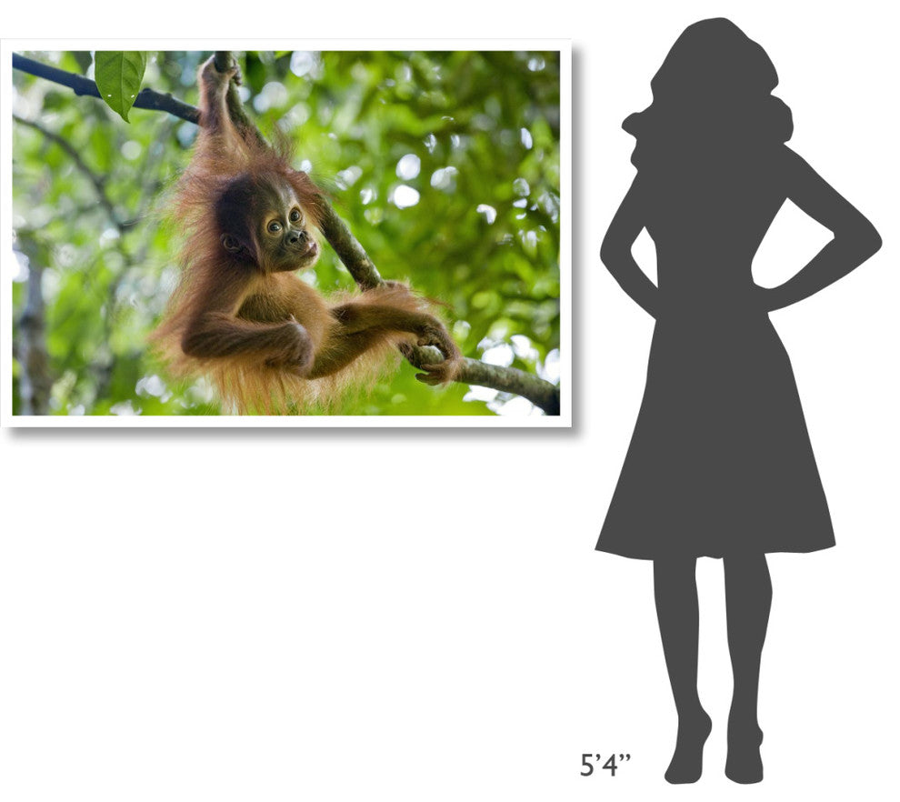 "Sumatran Orangutan baby playing in tree, north Sumatra" Paper Art, 50"x34"