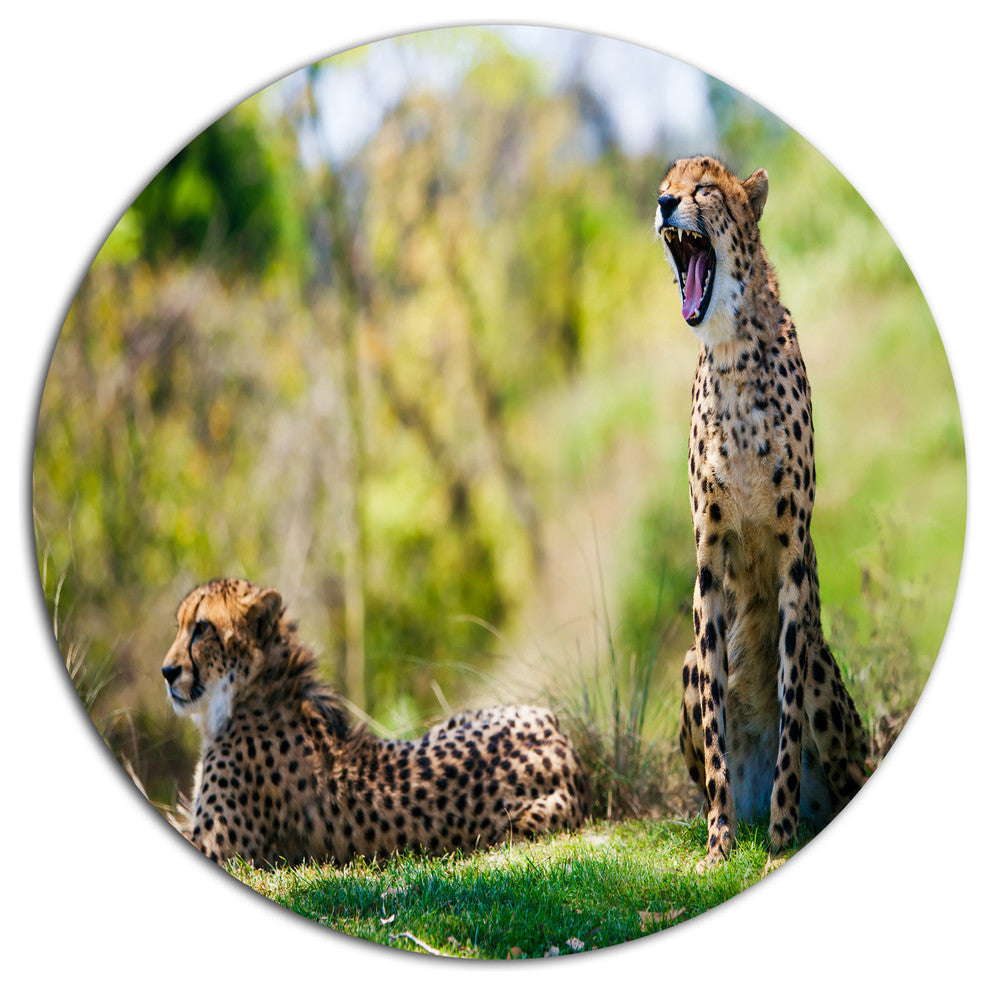 African Cheetahs Relaxing In Grass, African Round Wall Art, 38"
