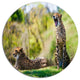 African Cheetahs Relaxing In Grass, African Round Wall Art, 38"