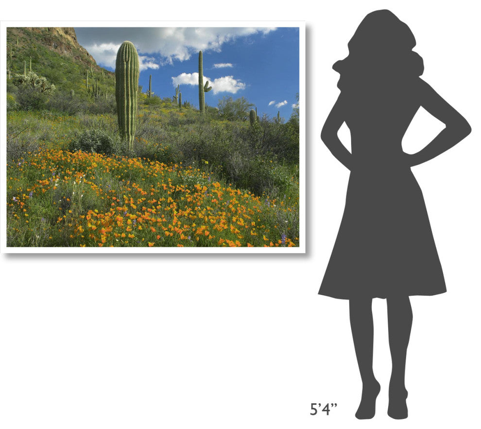 "California Poppy, Saguaro cacti, Organ Pipe Cactus Monument" Paper Art, 50"x38"