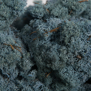 Vickerman Natural Botanicals Reindeer Moss, Light Blue, 2 Lb.