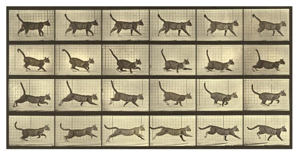 "Motion Study: Running Cat" Paper Print by Eadweard J. Muybridge, 38"x20"