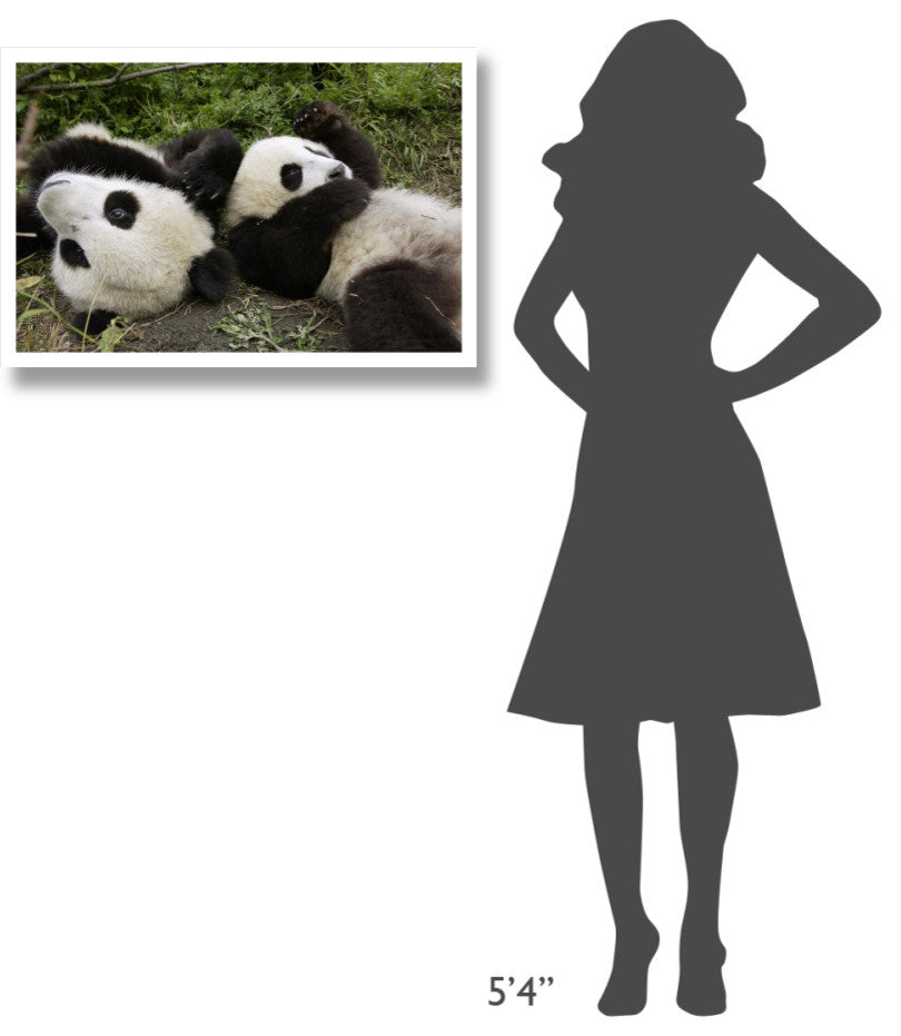 "Pair of young pandas playing, Wolong Nature Reserve, China" Paper Art, 32"x22"