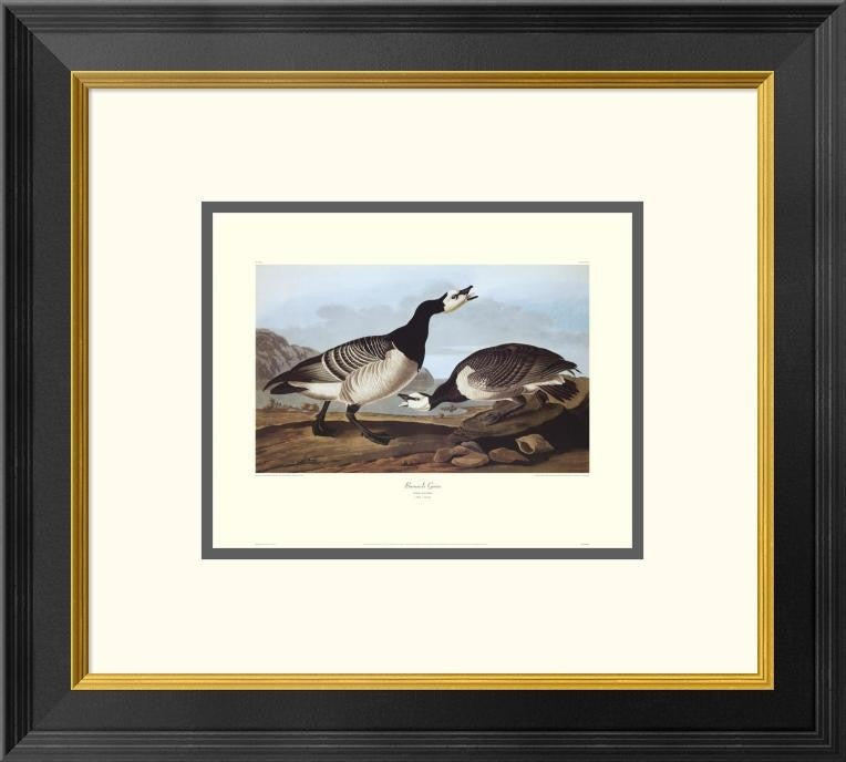 "Barnacle Goose (decorative border)"  by John James Audubon, 20x18"