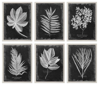 Uttermost Foliage Framed Prints, Set of 6