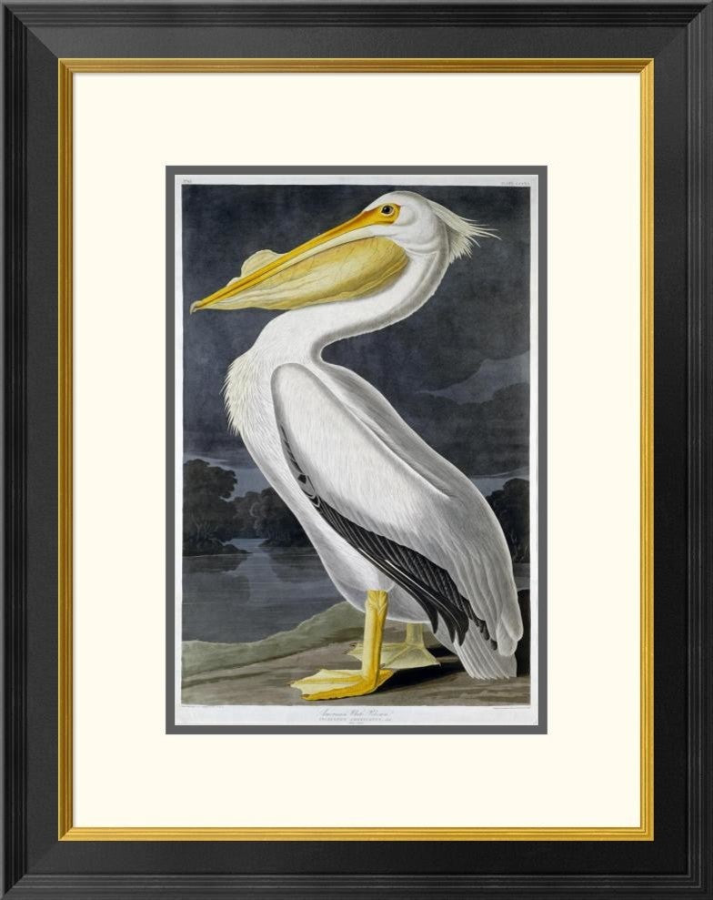 "American White Pelican" Framed Digital Print by John James Audubon, 21x26"
