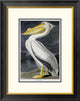 "American White Pelican" Framed Digital Print by John James Audubon, 21x26"