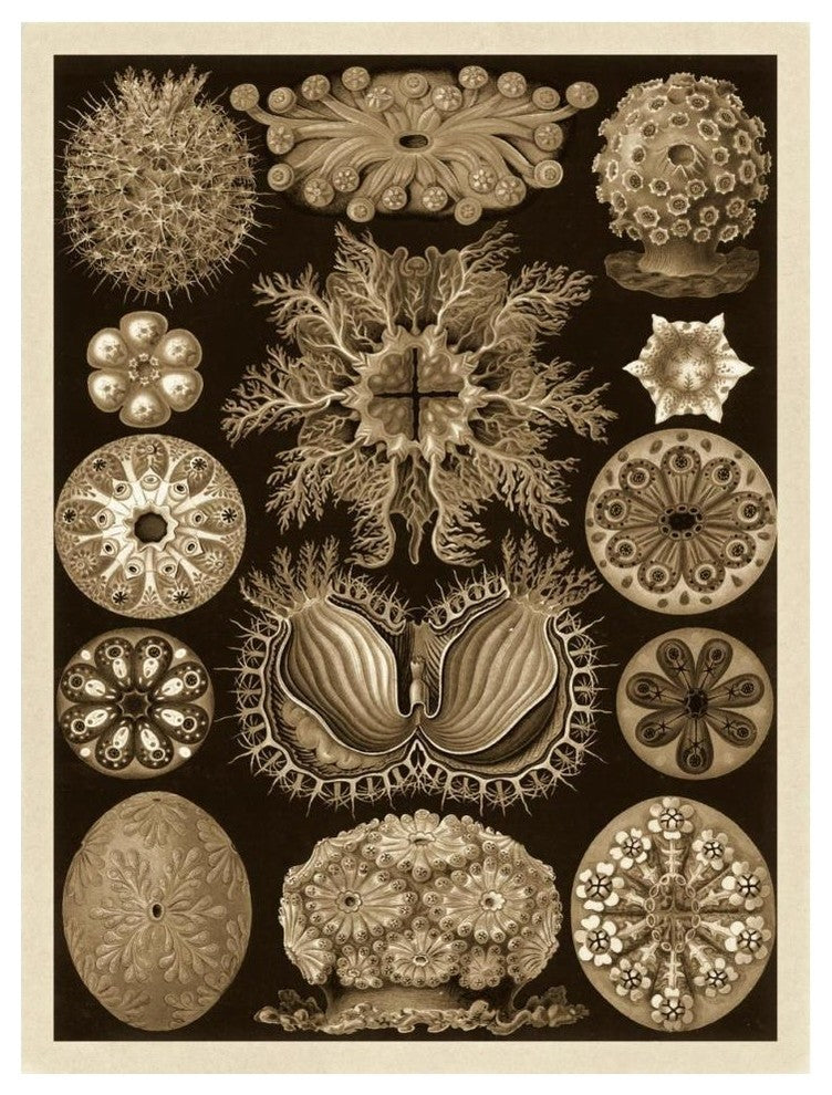 "Haeckel Nature Illustrations: Ascidiae - Sepia Tint" Print, 32"x42"