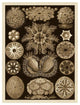 "Haeckel Nature Illustrations: Ascidiae - Sepia Tint" Print, 32"x42"