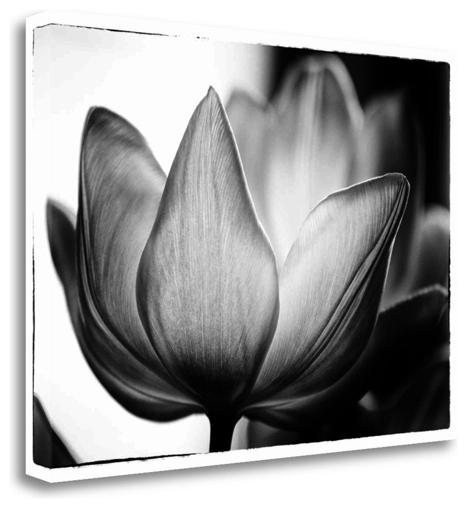 "Translucent Tulips VI" By Debra Van Swearingen, Giclee on Gallery Wrap Canvas