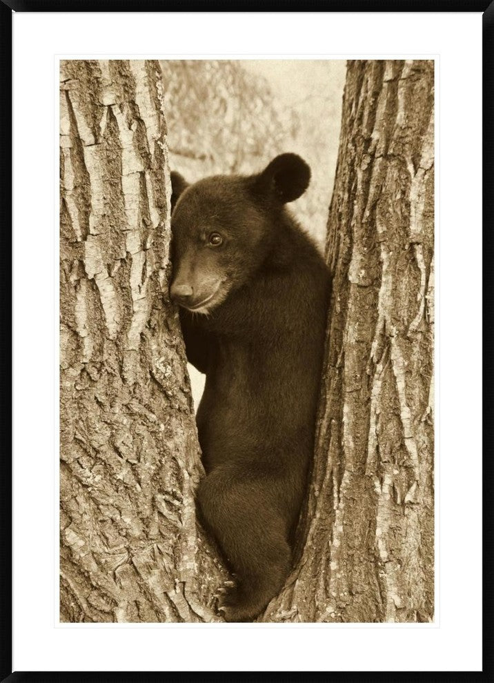 Asiatic Black Bear Four Month Old Cub, Resting In Tree, Sichuan, China, 30"x42"