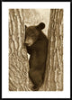 Asiatic Black Bear Four Month Old Cub, Resting In Tree, Sichuan, China, 30"x42"