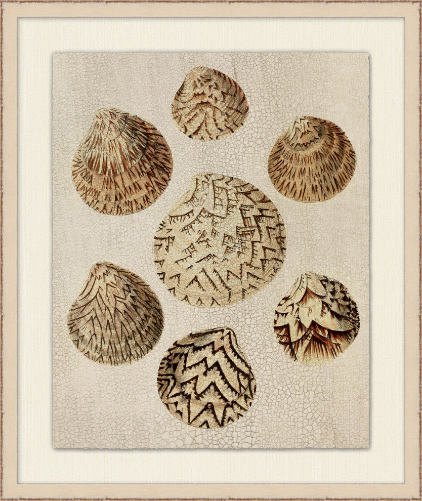 Crackled Shells 5, Giclee Reproduction Artwork