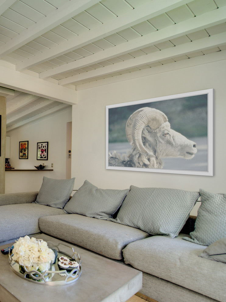 Marmont Hill, "White Curled Horns" Framed Painting Print, 30x20
