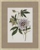 Floral Study In Plum 4, Giclee Reproduction Artwork