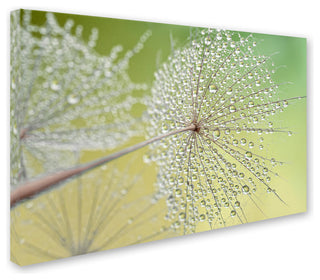 Cora Niele 'Dewy Dandelion' Canvas Art