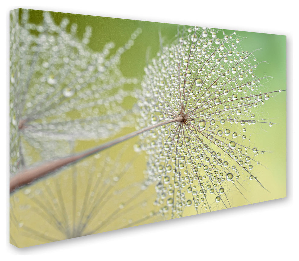 Cora Niele 'Dewy Dandelion' Canvas Art