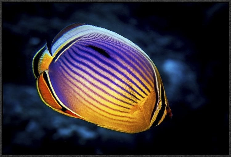 "Butterflyfish" Framed Canvas Giclee by Barathieu Gabriel, 31x21"