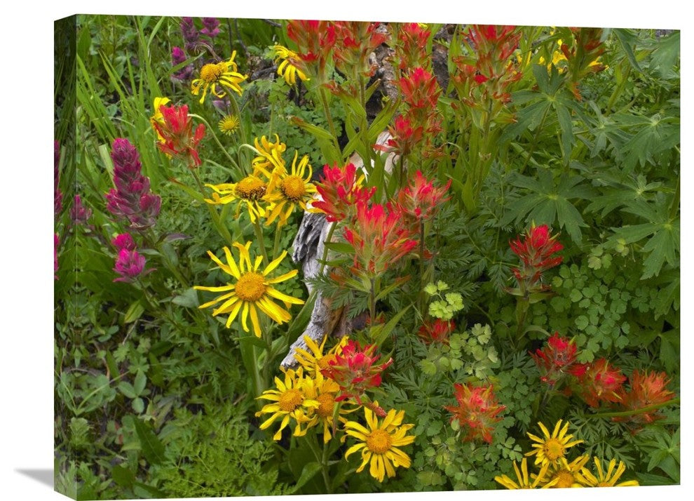 "Orange Sneezeweed And Indian Paintbrush In Meadow, North America" Artwork