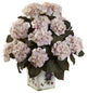 Hydrangea With Large Floral Planter, Cream and Pink