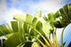 "Tropical Charm" by Sylvia Cook Painting Print Wrapped Canvas, 60x40