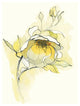 "Carols Roses V" Digital Paper Print by Shirley Novak, 14"x18"