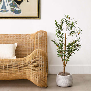 Lifestyle shot with furniture in a room; full plant visible and no overlays.