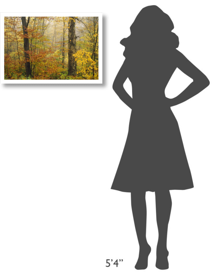 "Mixed deciduous forest in autumn, Mill Brook, Vermont" Paper Art, 26"x18"