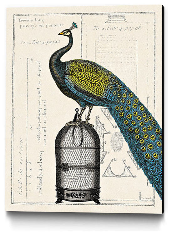 "Peacock Birdcage II" Museum Mounted Canvas Print, 24"x32"