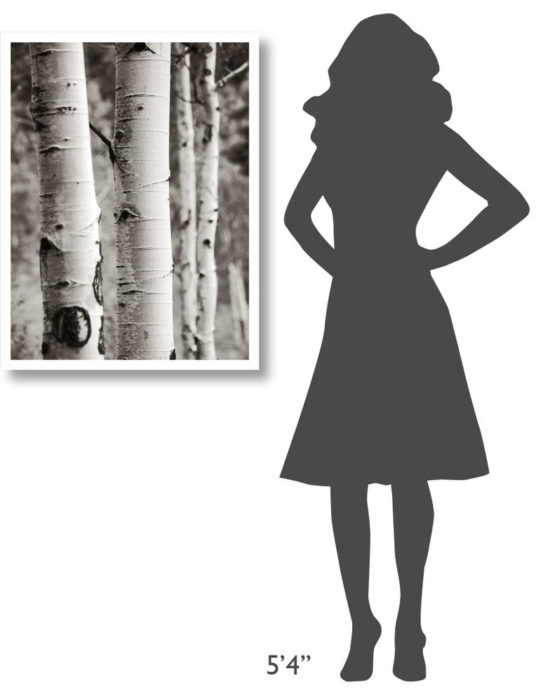 "Aspens I" Digital Paper Print by Debra Van Swearingen, 26"x34"