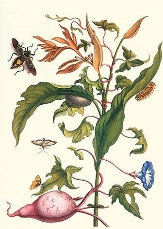 Sweet Potato with Melonworm and Giant Big-Legged Bug- Gallery Wrapped Canvas Art