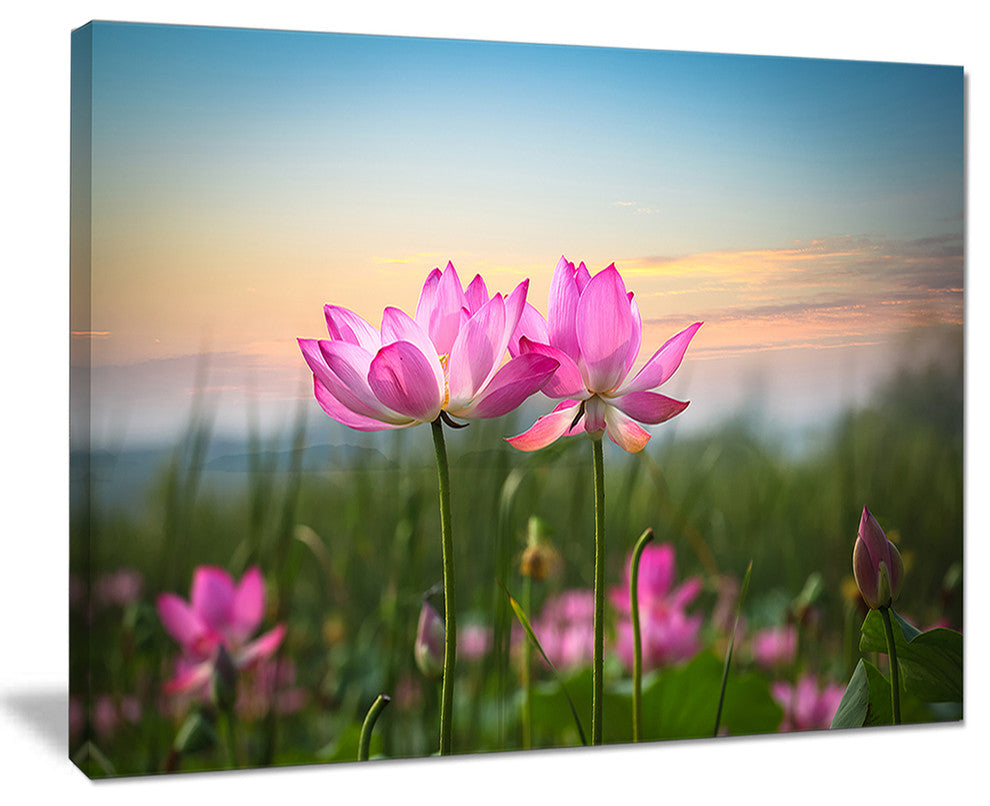 "Blooming Lotus Flowers at Sunset" Floral Canvas Photo Print, 40"x30"