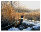 Rusty Frentner 'Pheasant' Canvas Art, 19"x14"
