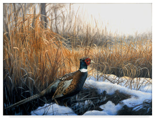 Rusty Frentner 'Pheasant' Canvas Art, 19"x14"