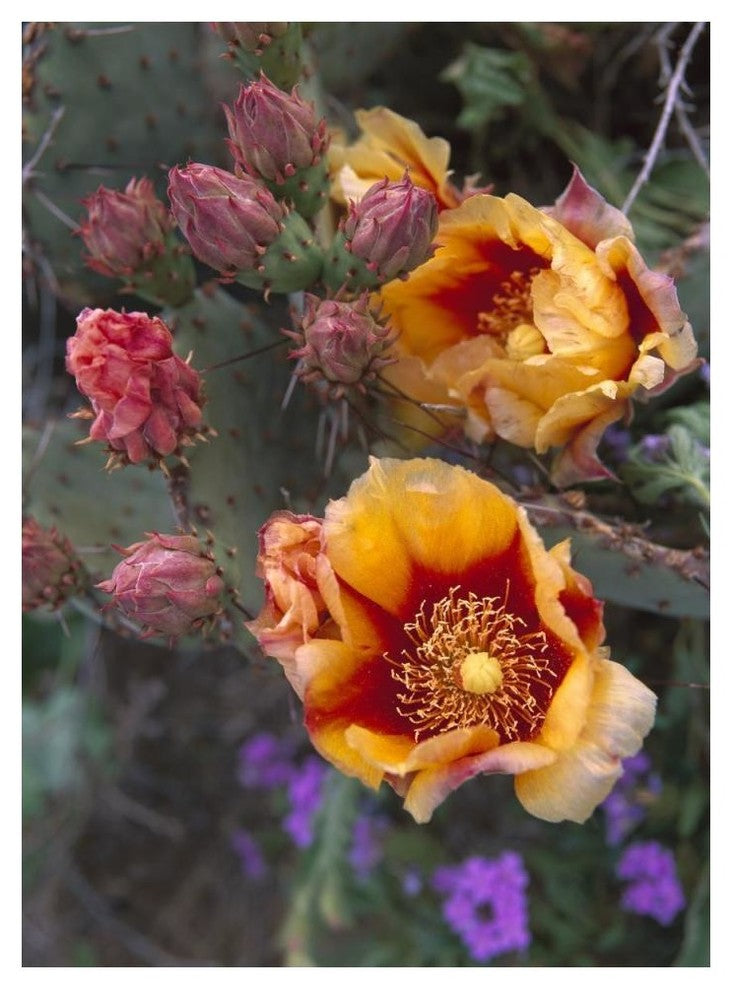 "Opuntia in bloom, North America" Digital Paper Print by Tim Fitzharris, 38"x50"