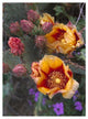 "Opuntia in bloom, North America" Digital Paper Print by Tim Fitzharris, 38"x50"