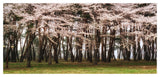 Cherry Blossoms in Pine Tree, Large landscape Canvas Art Print, 60"x28"