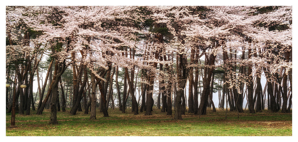 Cherry Blossoms in Pine Tree, Large landscape Canvas Art Print, 60"x28"