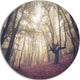 High-Rise Trees In Forest, Landscape Photo Round Metal Wall Art, 23"